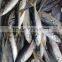 Frozen new seafood horse mackerel fish HGT