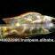 Cichlid fish farm for sale and export