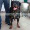 Adjustable heavy duty leather dog leash and harness