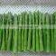 Green Food Frozen Asparagus Tips Frozen Asparagus New Crop Factory Price Good Quality