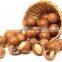 Top quality healthy macca nuts in Vietnam
