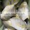 golden pompano frozen golden pompfret frozen golden pompano fish trachinotus ovatus IQF