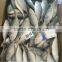 Frozen Bigeye Scad fish with size 80 - 100 pcs / 9.5 kg