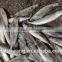 Frozen Slender Mackerel for sale with size 55 - 70 pcs /10 kg