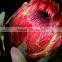 Decorative Cheapest cut protea cynaroides