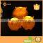 Owl Candle LED Light Luminara Flameless Candle Flickering LED Candle Set