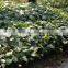 wholesale the top quality fresh cut Monstera Leaves and other foliage fillers with low price