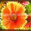 GuangZhou Best Sell Indoor Full Color P3 LED Screen Display