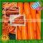 carrot vegetable specification