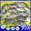 Frozen premium tilapia fish whole round price