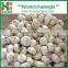 2016 Crop the Fresh Dry Garlic