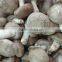 CHINA frozen shiitake mushroom