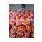 Organic carrot high quality