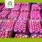 High quality fresh China fuji apple fruit for sale