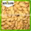 bulk peanuts in shell for sale