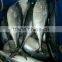 Hot selling frozen best bonito fish with competitive price