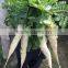 Hybrid Radish Mino Early Long White Seeds