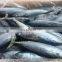 china frozen bullet tuna fish frigate tuna frozen bullet mackerel frigate mackerel