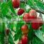 Automatic Date syrup production line/date paste processing machine