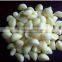 JY-128-2 Automatic Stainless Steel Price Of Garlic Peeling Machine