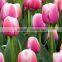 Colorful hotsell fresh cut flowers mini tulip