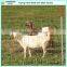 Gal farm guard field fence wholesale