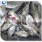 Bulk Packaging and Block Shape Horse Mackerel/Big Eye Scad