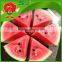 fresh watermelon low-temperature transport best watermelon
