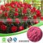 food grade Rose extract polyphenol ISO, GMP, HACCP, KOSHER, HALAL certificated.