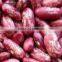 JSX high efficiency black purple speckled kidney beans new stock high quality mottled beans