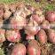 Factory price manual onion planter