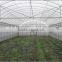 Single-Span Hot-Dip Galvanized Steel Pipe Frame 200mm PVC Film Covered Greenhouse