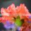 2016 Hot Sale Carnation Flowers Fresh Cut Flower for Love, Anniversary