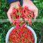 Good price chili pepper from Vietnam