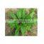 Factory supply in stock 100% Natural Rumex acetosa extract powder