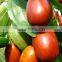 Dates syrup making machine/Dates Molasses making machine