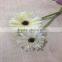 Cute Fresh Cut Gerbera Flower Preserved With Various Color