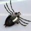 4 inch Spider Plastic Kids Pull String Insect Toys for Wholesale, Halloween Pull Toy from China