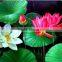 waterproof silky satin canvas print for printer canvas prices
