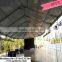 10*20m luxury white pvc marquee and pagoda for wedding PT-06