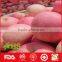 Chinese fresh honey fuji apple market price