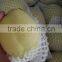 new crop thailand fruit farm ya pear