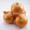 fresh fresh small onion for sale