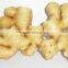 2016 Chinese Fresh Ginger for Hot Selling