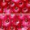 China Red onion pack in 10kg/mesh bag loosely