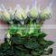 long stem flowers fresh cut flowers with competitive price