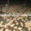 Professional broiler rearing equipment for chicken