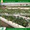 Custom fashion greenhouse growing plants hydroponics equipment