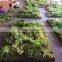 Home garden wedding decoration 200cm*100cm green original succulent with moss carpet grass wall E03 0501