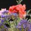 High quality cut fresh flower/diverse carnation high quality wholesale from yunnan